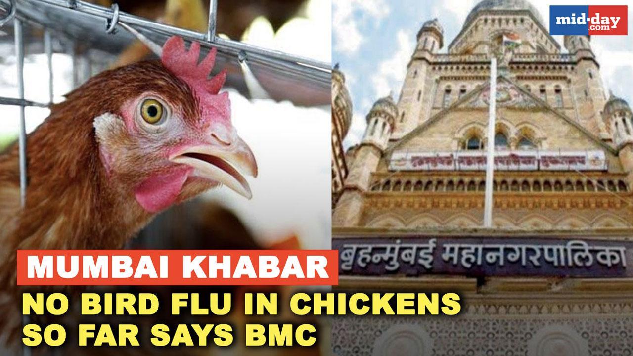 Mumbai Khabar: No bird flu in chickens so far, says BMC