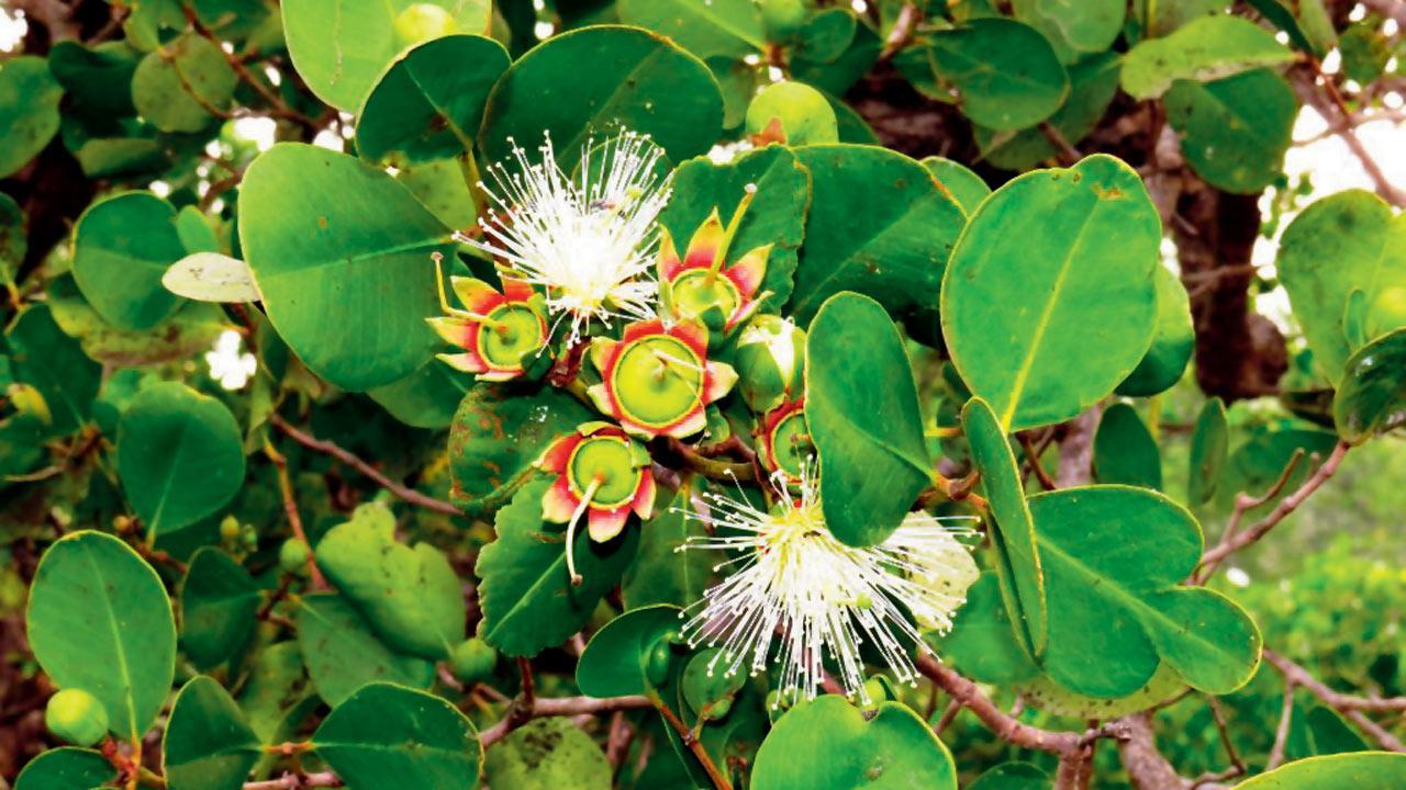 Rooting for mangroves