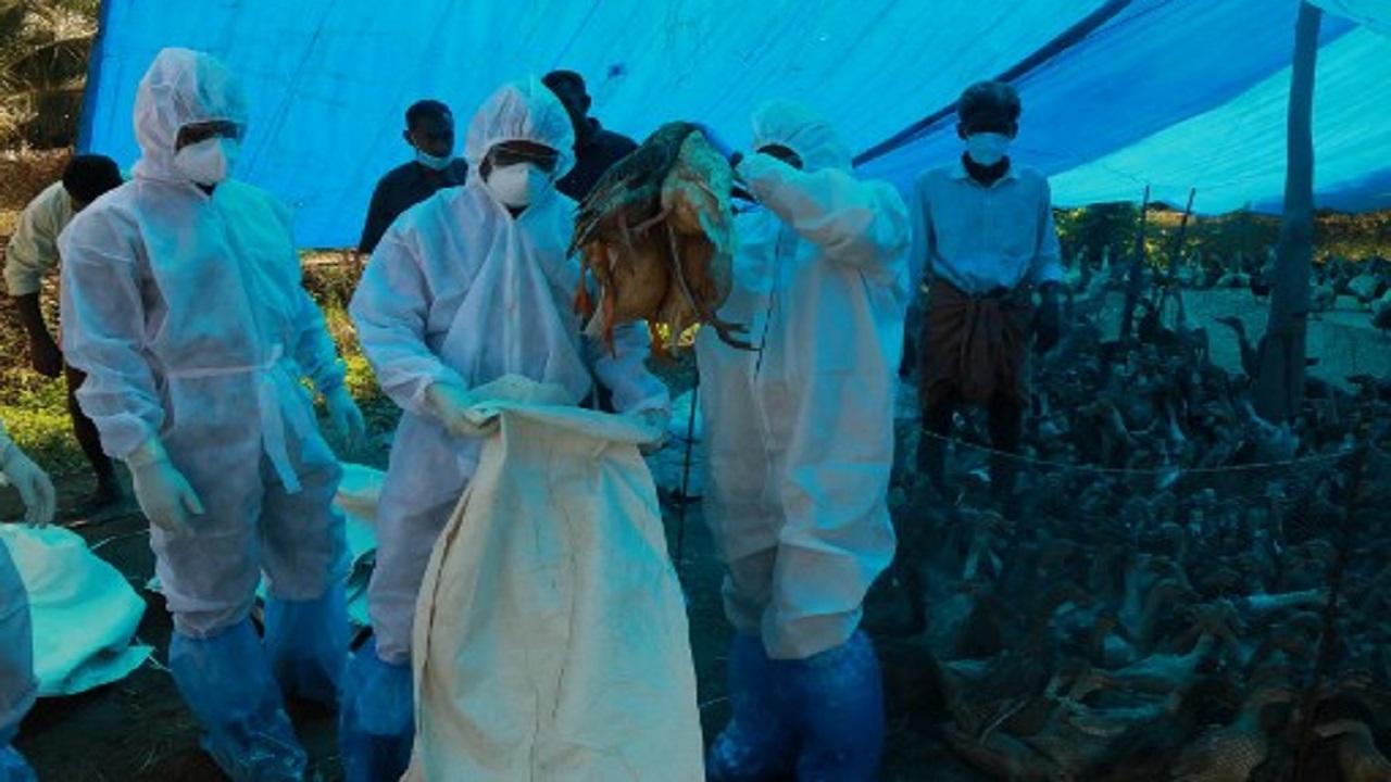 Bird flu confirmed in Maharashtra, 800 chickens died in last two days