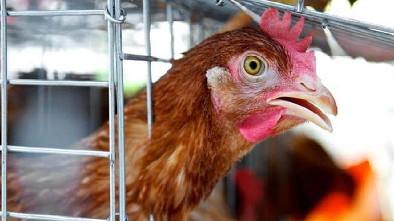 Don't panic, avoid undercooked meat & eggs: Experts on bird flu rise