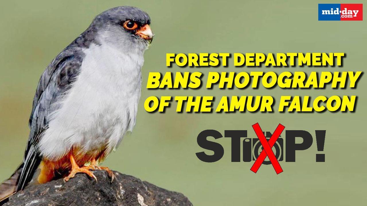 Forest department bans photography of the Amur falcon