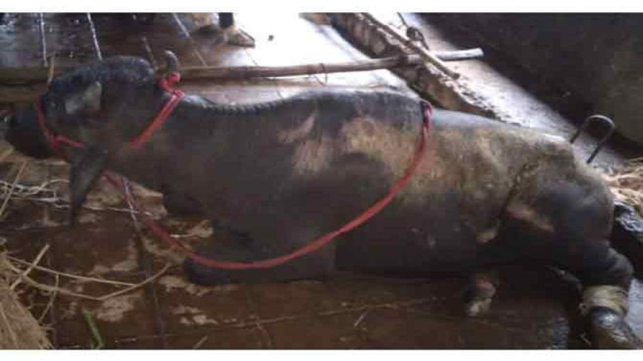 Mumbai: Buffalo's horn gets stuck in electric wire, rescued