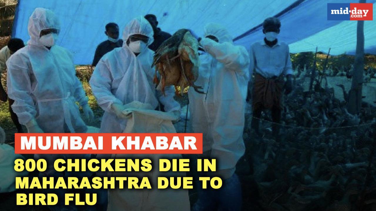 Mumbai Khabar: 800 chickens die in Maharashtra due to Bird flu