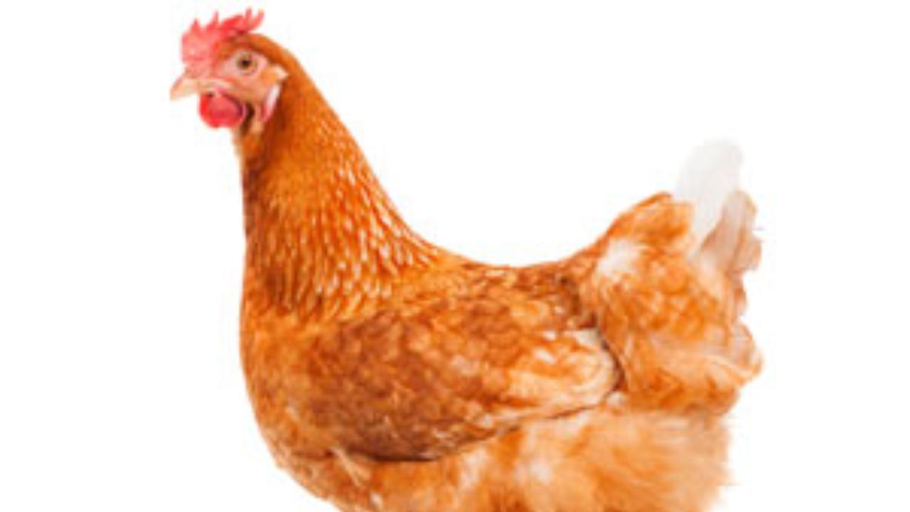 Can you eat chicken and eggs amid the Bird Flu scare? Dr. Sudhir Gaikwad explain