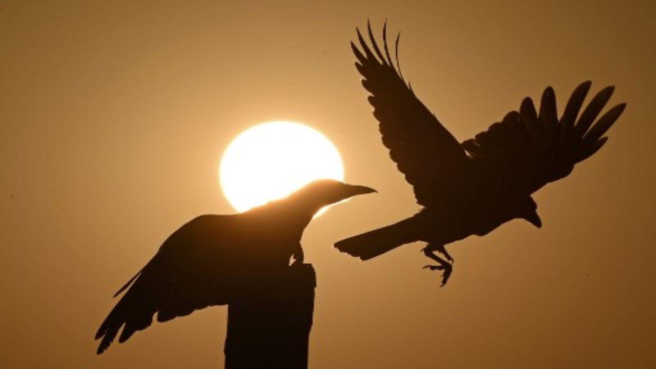 Bird flu alert in Rajasthan after over 320 birds found dead in state