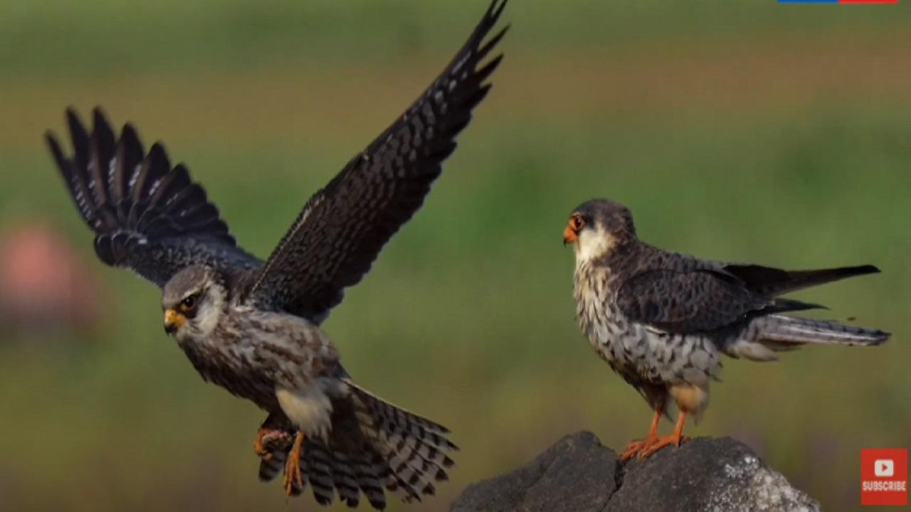 Rare Amur falcons spotted at Lonavala