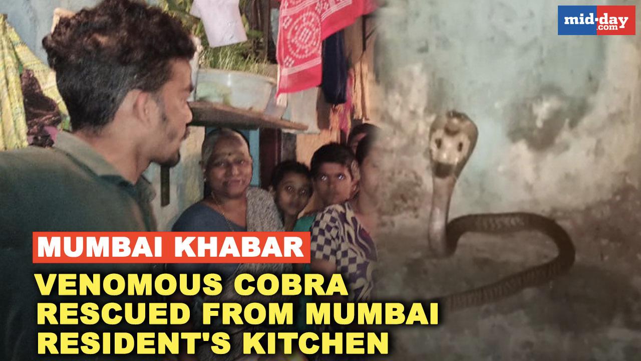 Venomous cobra rescued in Mumbai resident's kitchen