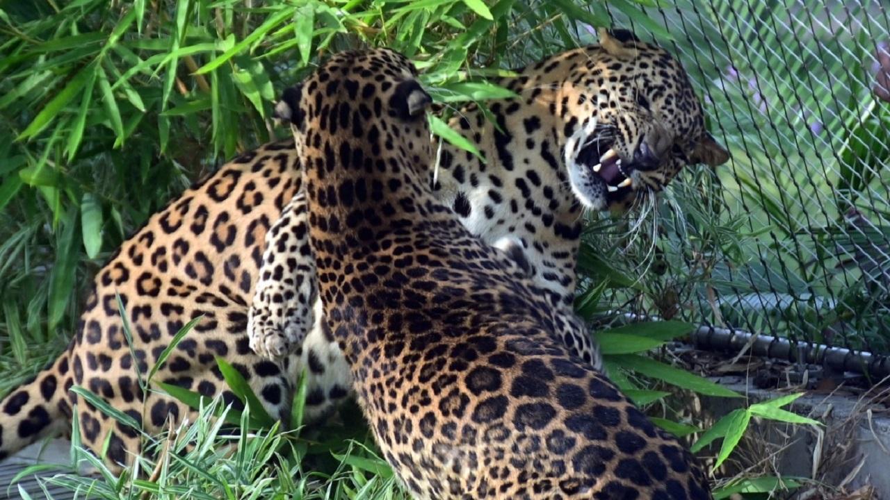 Woman fights off leopard with bare hands in Bengal tea garden: Report