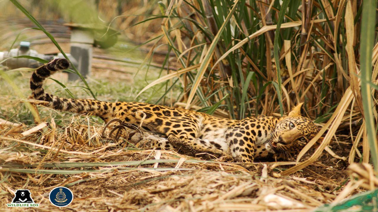 3-year-old leopard saved from jaw trap in Pune