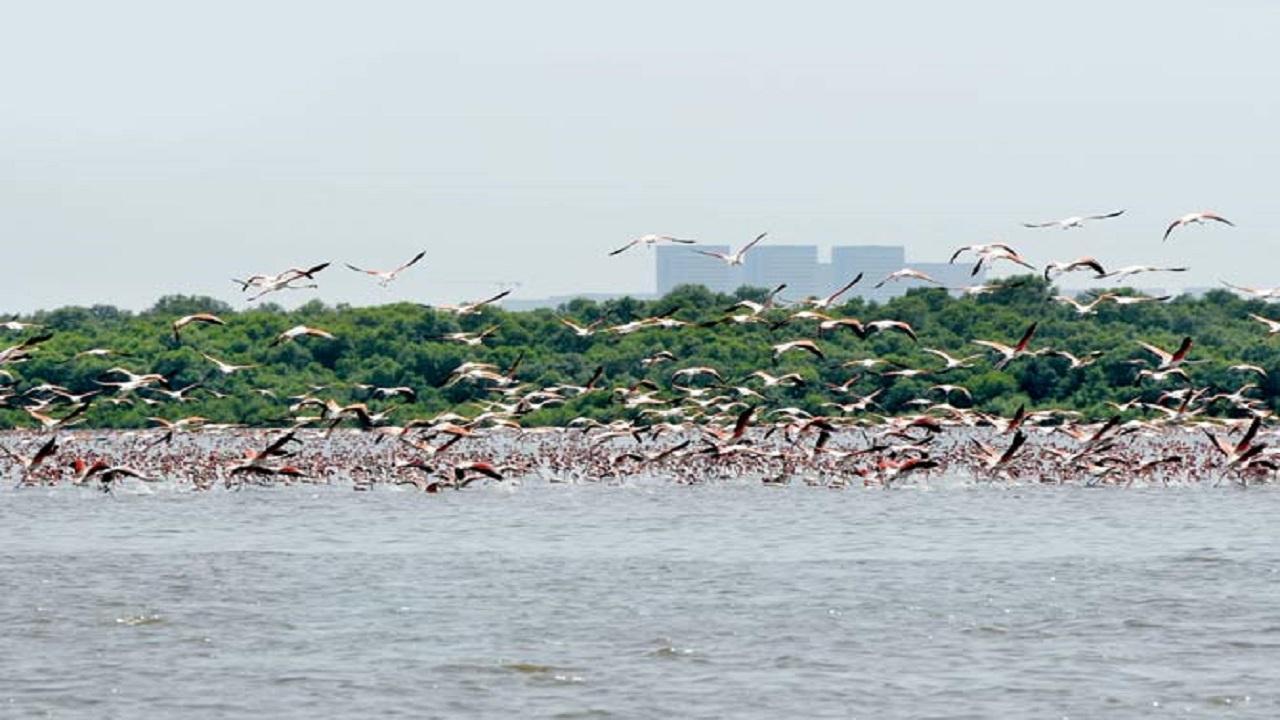 Avian influenza cause of death of 2,401 migratory birds in Himachal Pradesh: Report