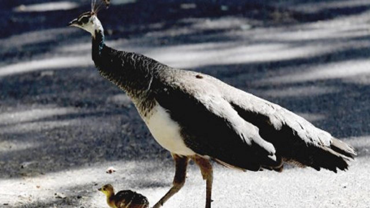 Two peachicks rescued from smugglers in Thane city