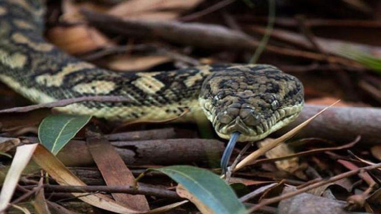 Mumbai: Snake rescued after used condom put over its head at Kandivali