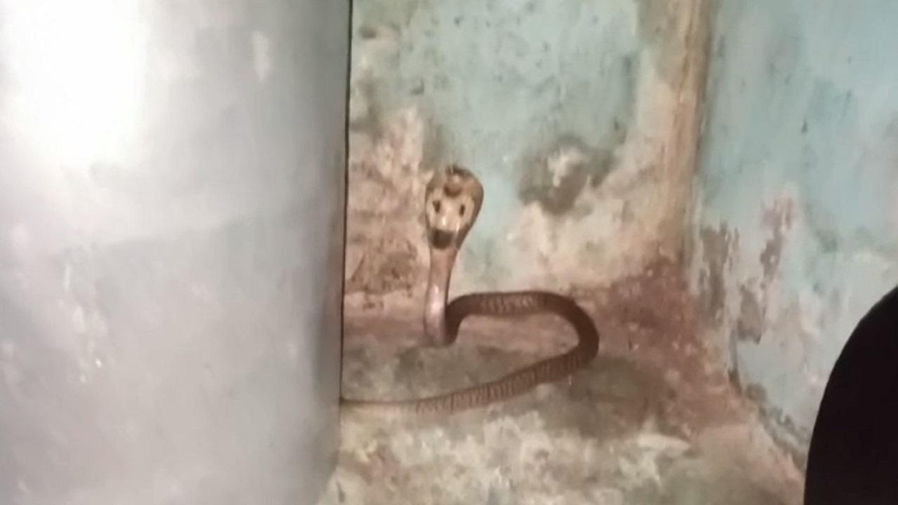 The cobra sat hidden behind utensils in the kitchen 