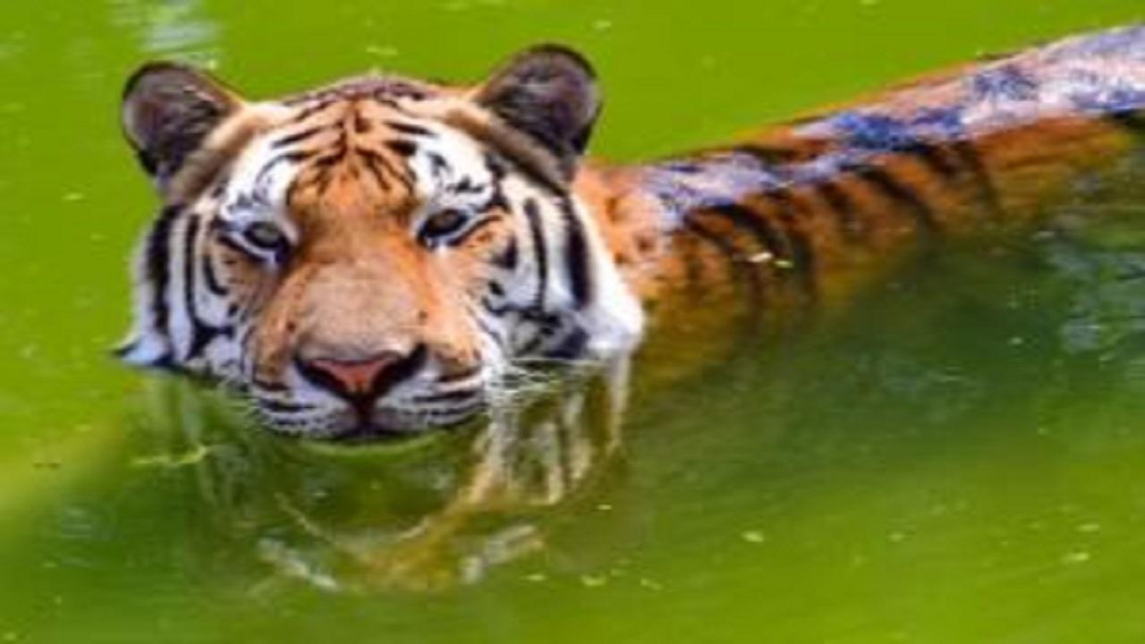 Watch video: Excited tourists react as tiger walks along their vehicle