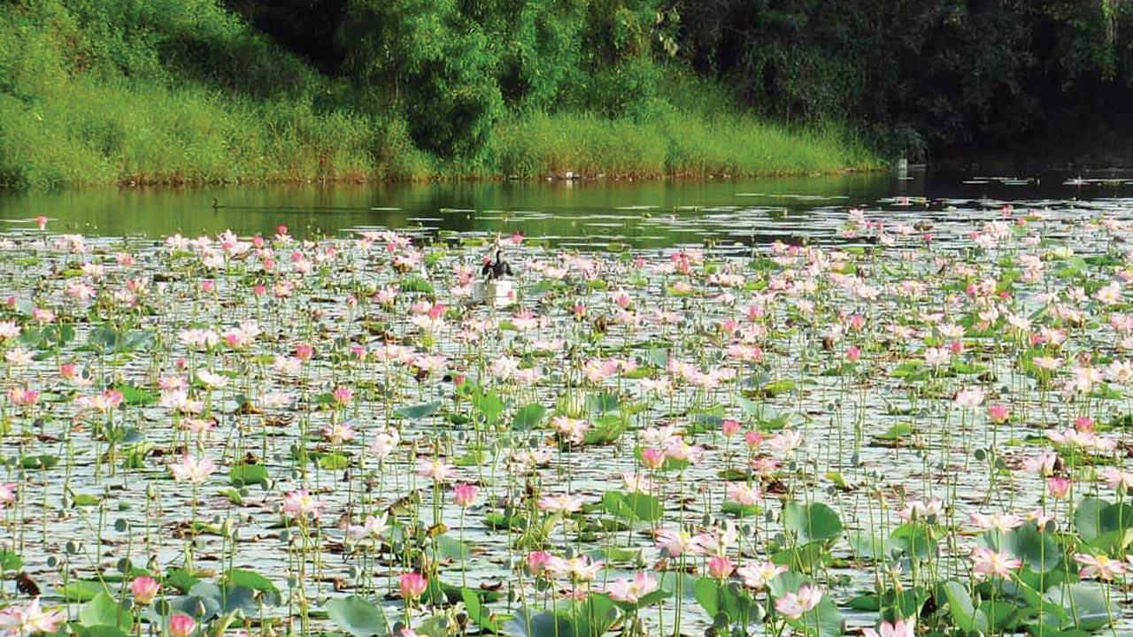 Mumbai: Activists ask CM to protect Charkop lake, nearby mangroves