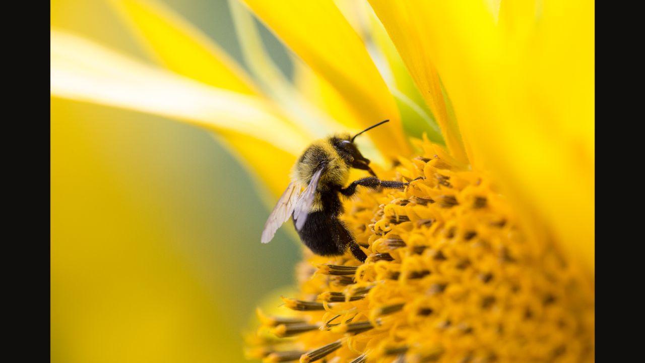 Bee Pollen