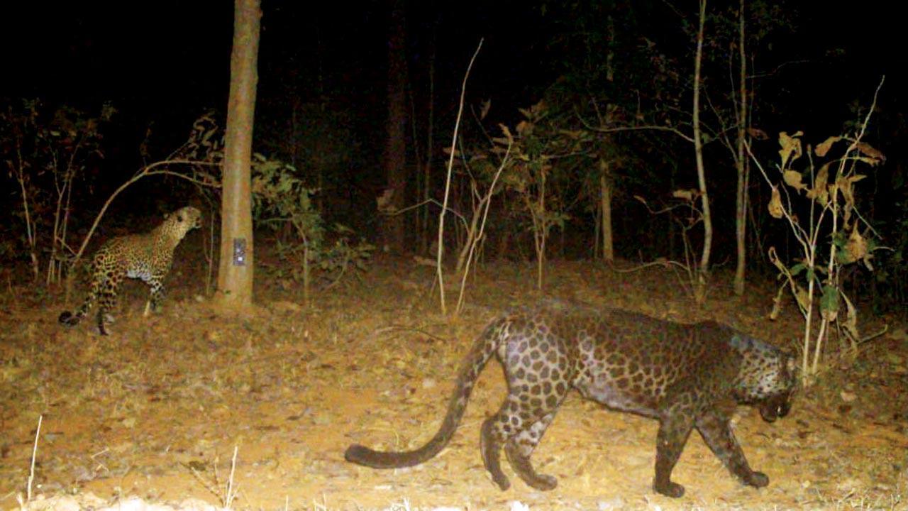 Maharashtra: Trap camera captures black panther in Bhandara district