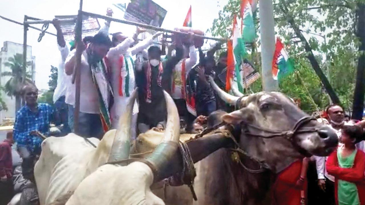 Book politicos riding bullock cart for protest: Honorary District Animal Welfare officer