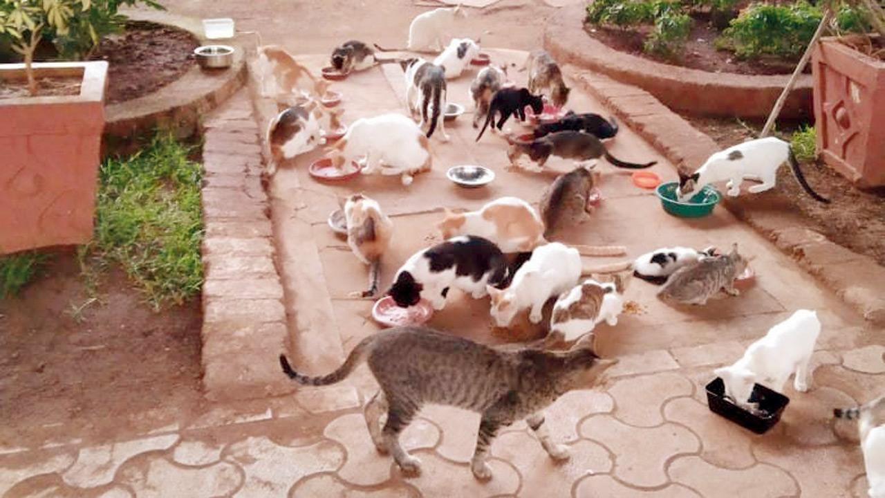 Relocating cats is illegal, Matunga cops tell civic body