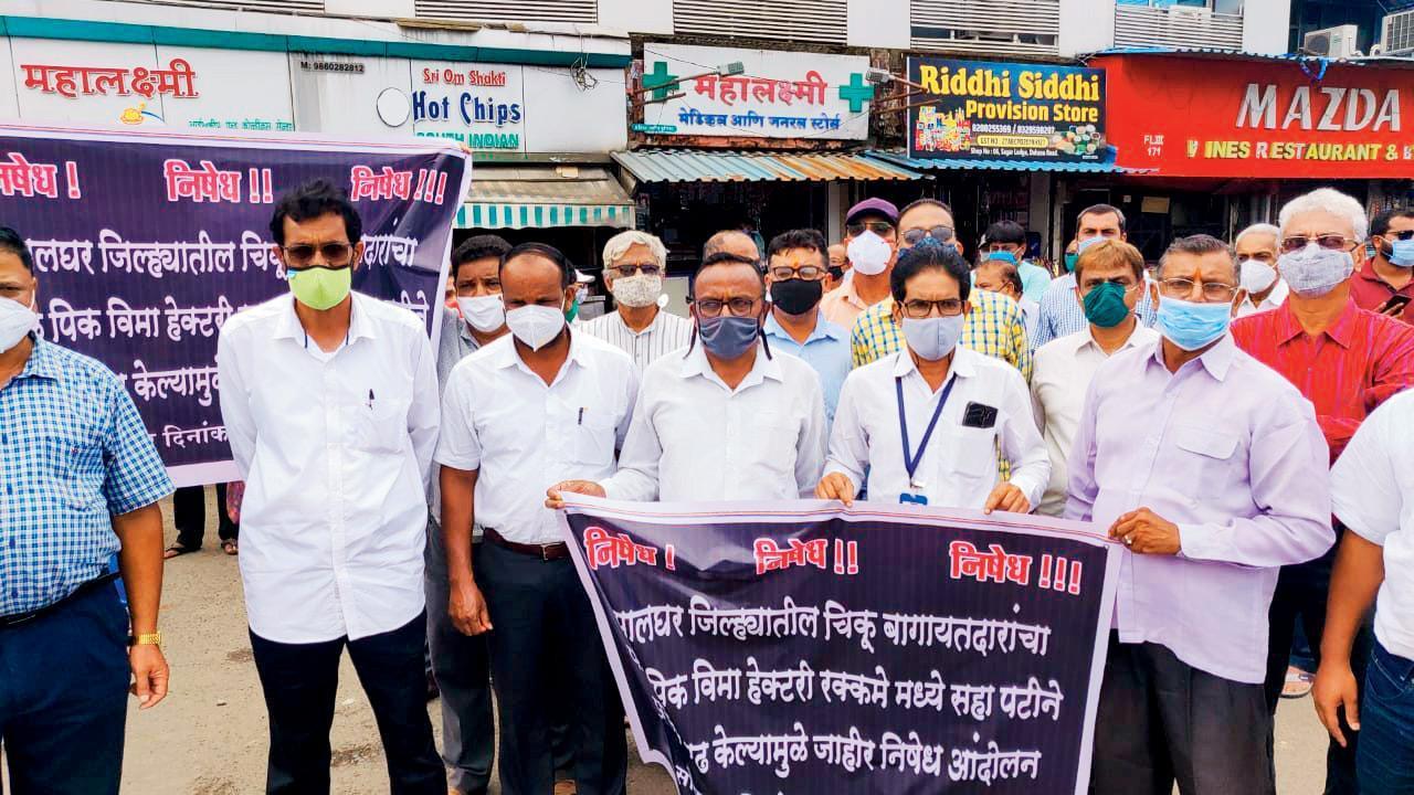 Dahanu chikoo farmers show the savoury side of dissent