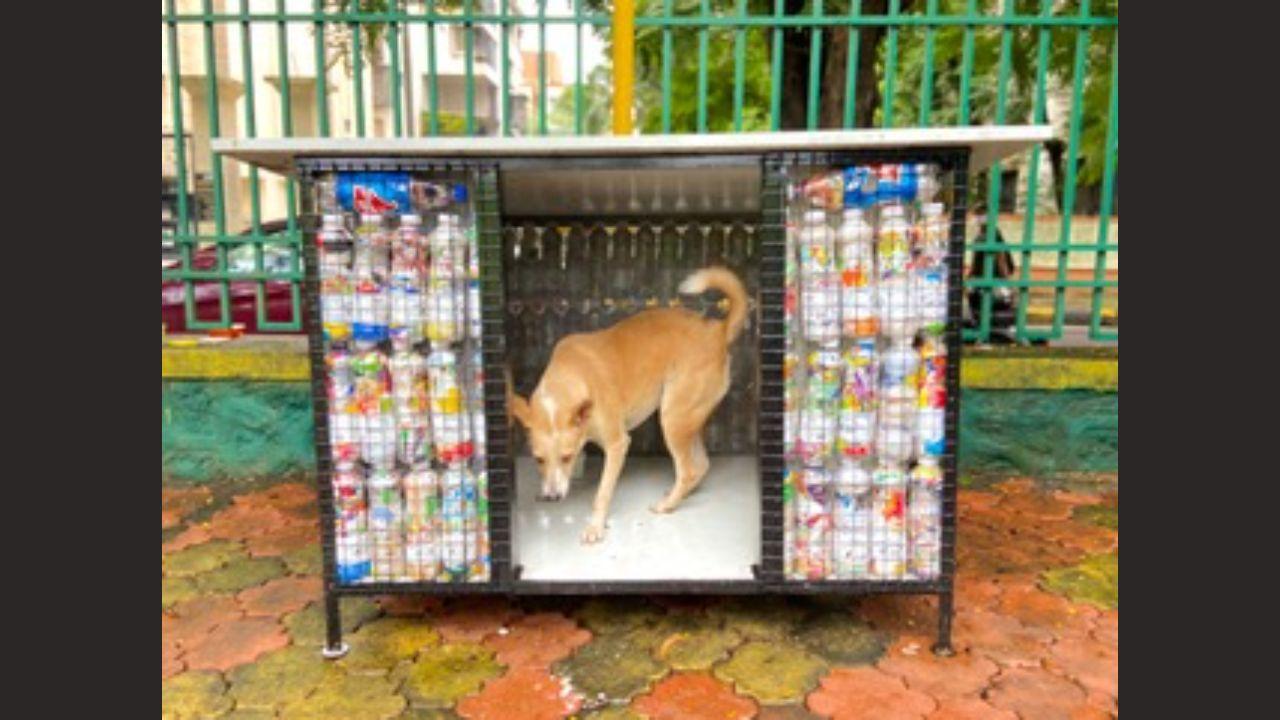 Plastic Free July: How Mumbai-based teens turned plastic waste into a  shelter for stray dogs