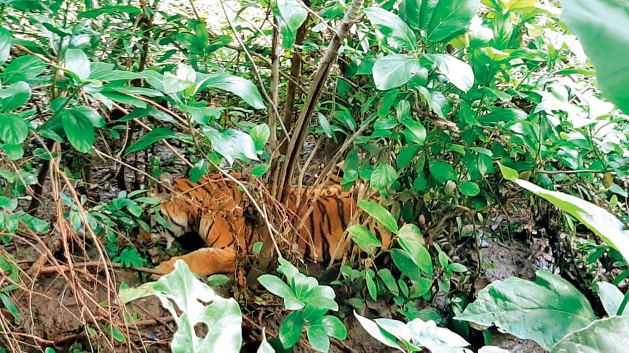 Maharashtra forest dept captures big cat that killed villager