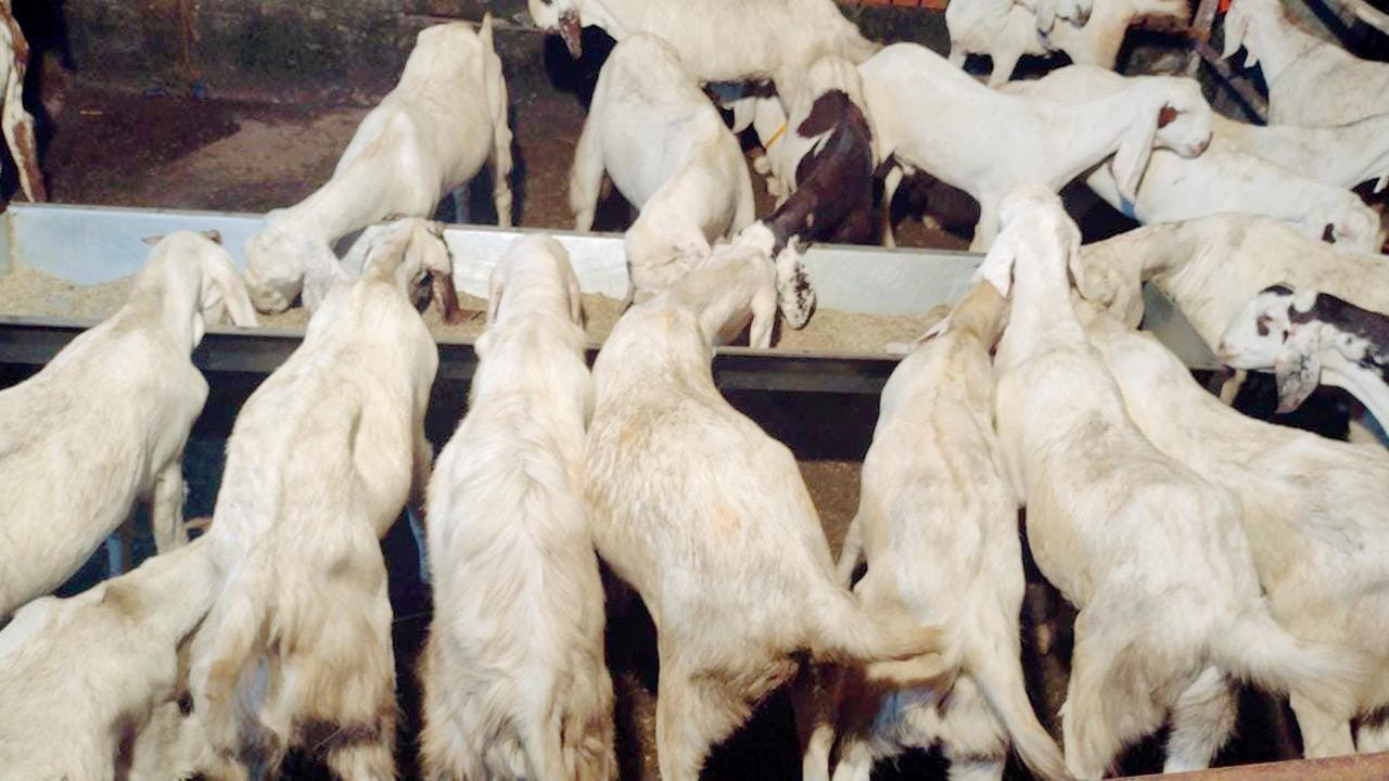 Mumbai: Heavy rain gets their goat, traders forced to reduce prices