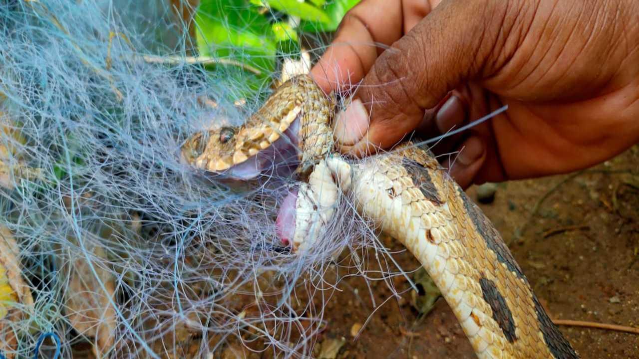Mumbai: NGOs rescue two venomous snakes from Juhu and Borivli