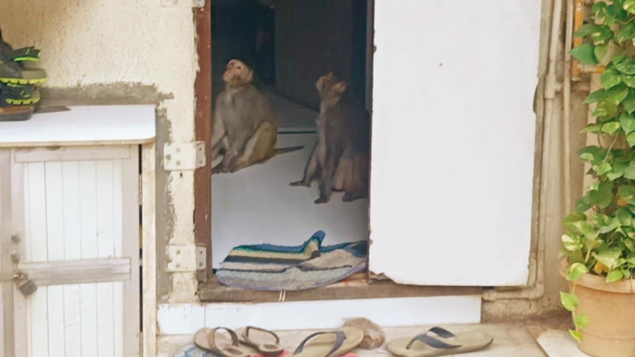Monkey menace terrorises Vidyavihar