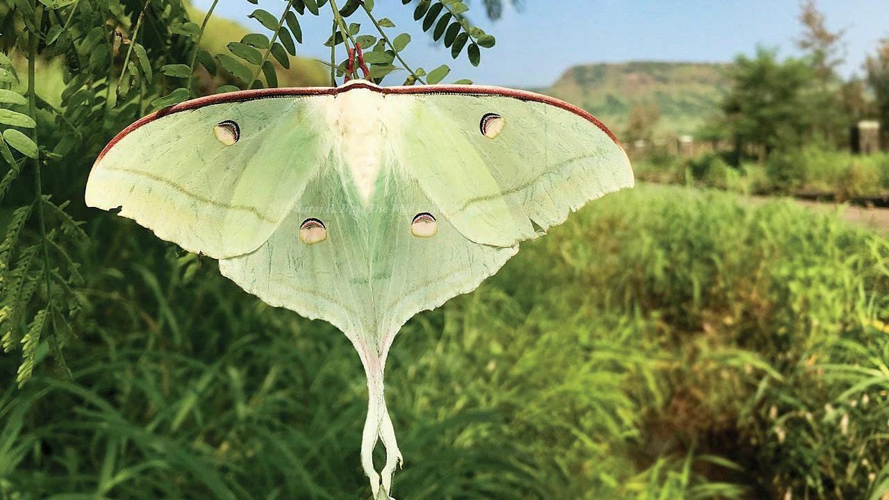 Moth mania