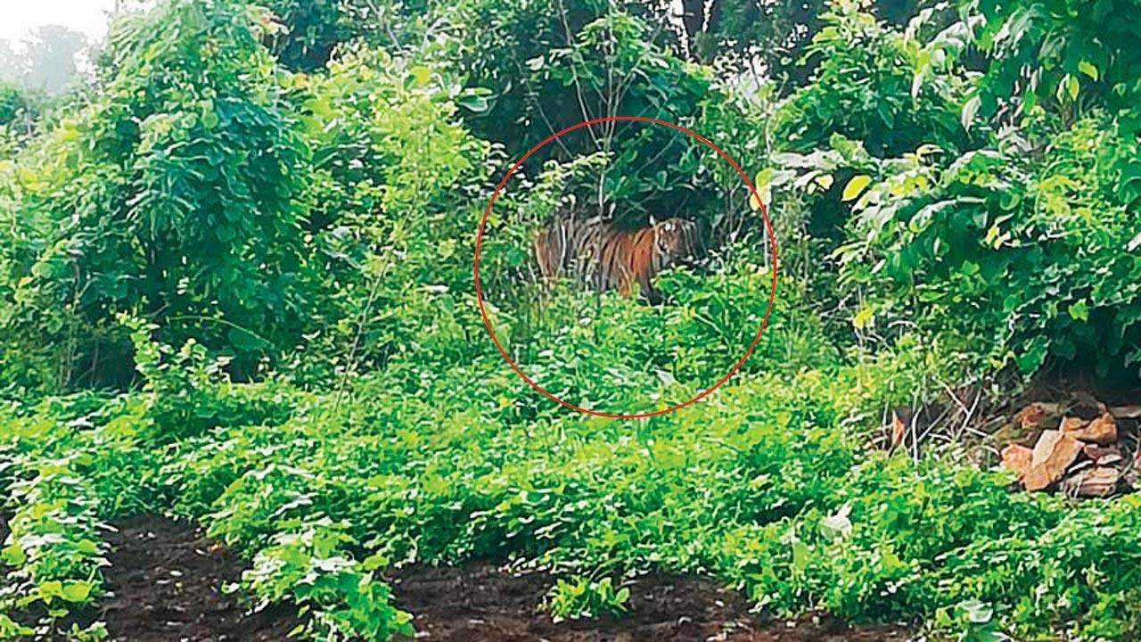 Maharashtra: Tiger kills 23-year-old man in Pandharkawda
