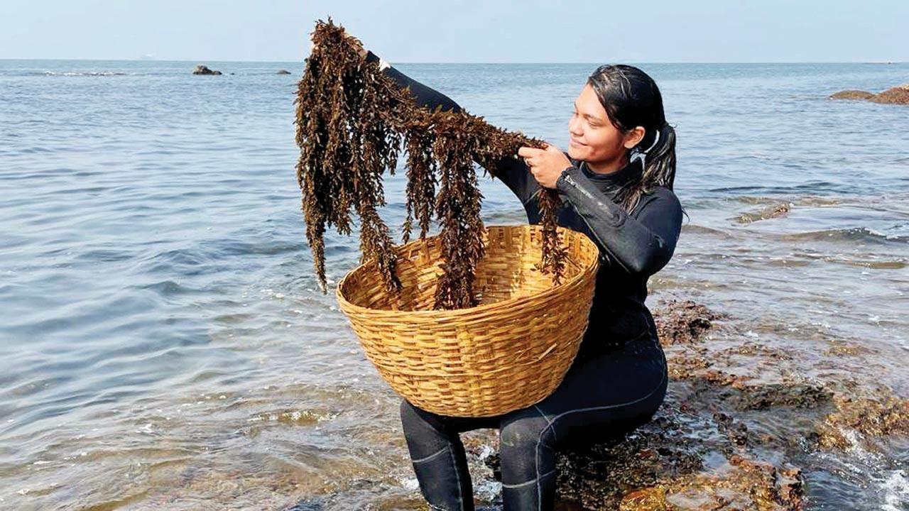 Riches in the sea