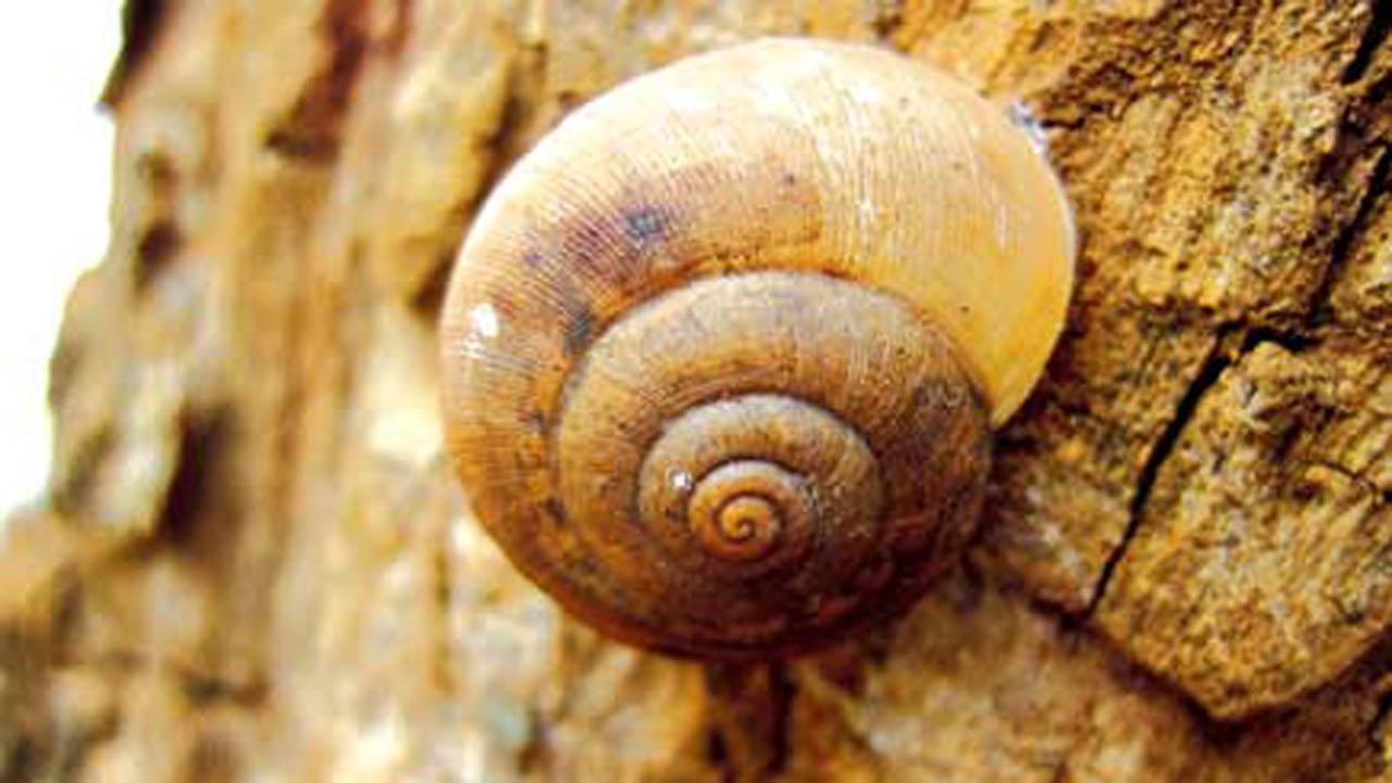 New snail variety discovered in Maharashtra, named after Mumbai scientist