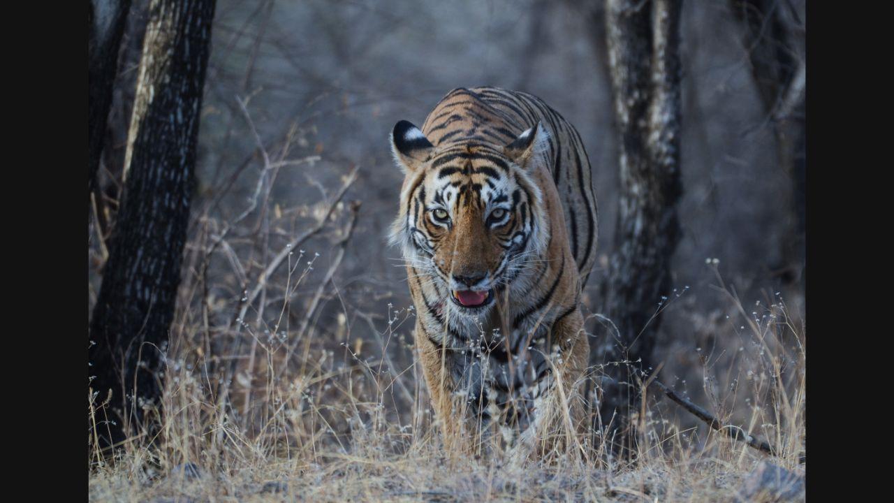 Mumbai's little-known tryst with tigers and the continued need for  conservation efforts