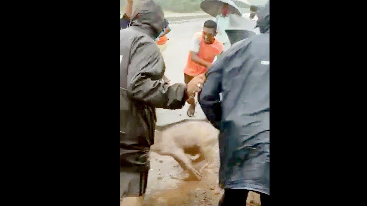 Maharashtra: Villagers attack wild boar trying to escape flood in Konkan