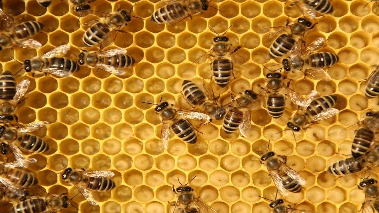 Thane: Boy dies of bee attack; kin create ruckus at hospital