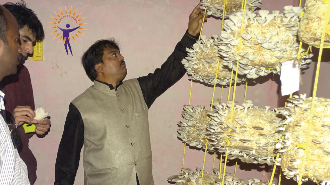 Build a profitable home business with Mahagro India’s mushrooms