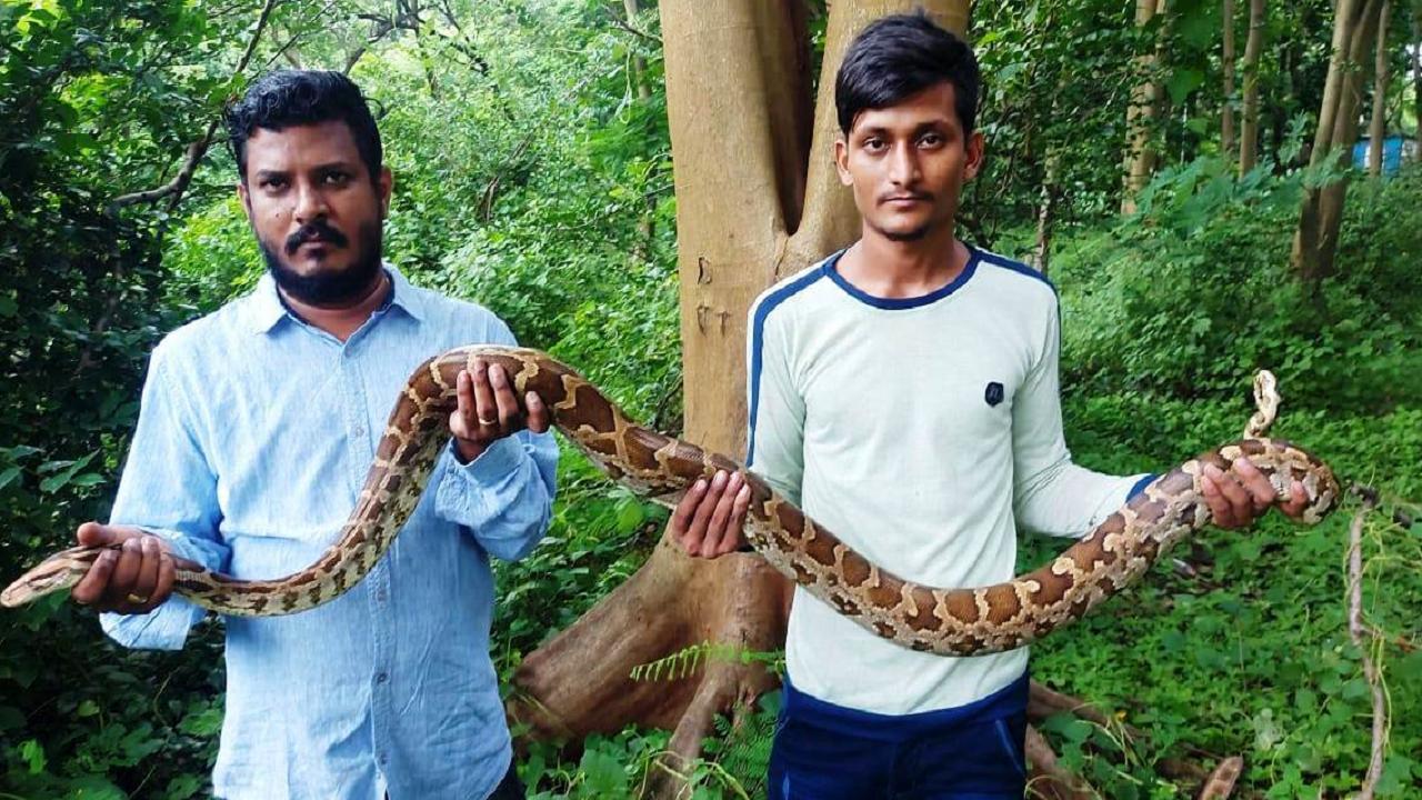 Mumbai: Five pythons rescued in two days from various parts