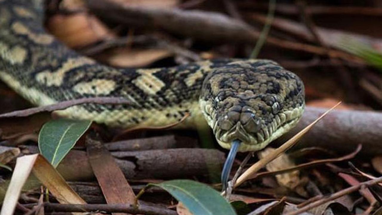 Thane: Man dies after being bitten by snake while exhibiting it in public