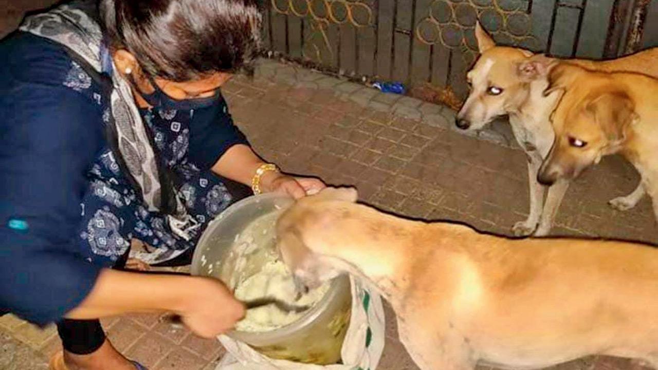 Take back order against feeders: Animal Welfare Board tells Kalyan Dombivli Municipal Corporation