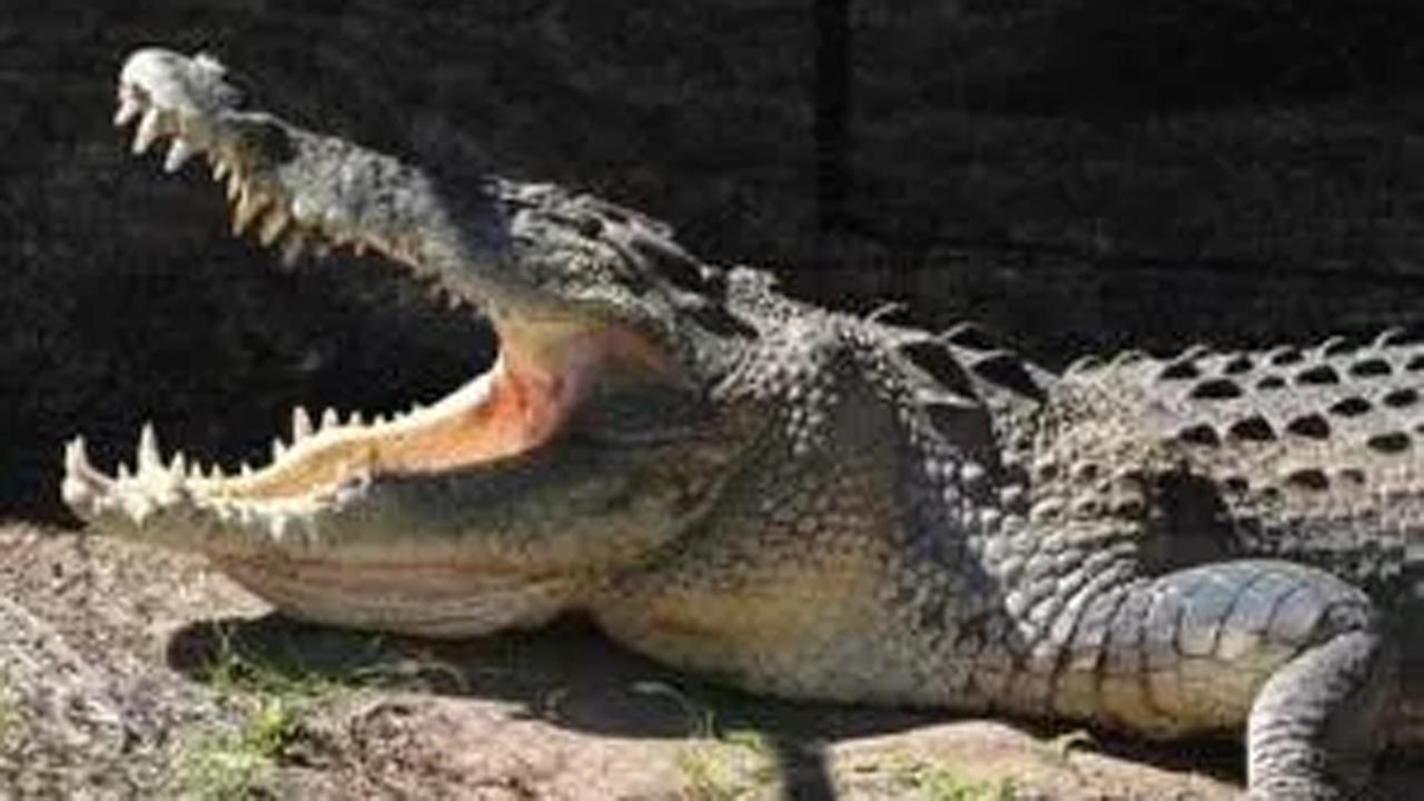 Man devoured by crocodile near Dudhwa forest in Uttar Pradesh