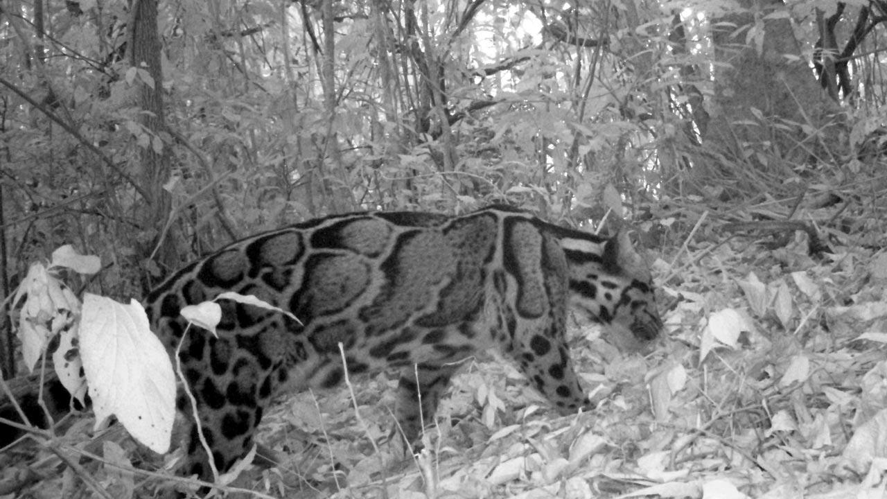 Dampa’s Mowgli helps find a tiger 