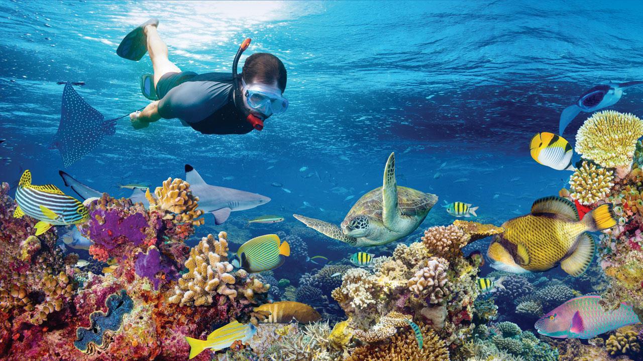Coral draw in Maharashtra
