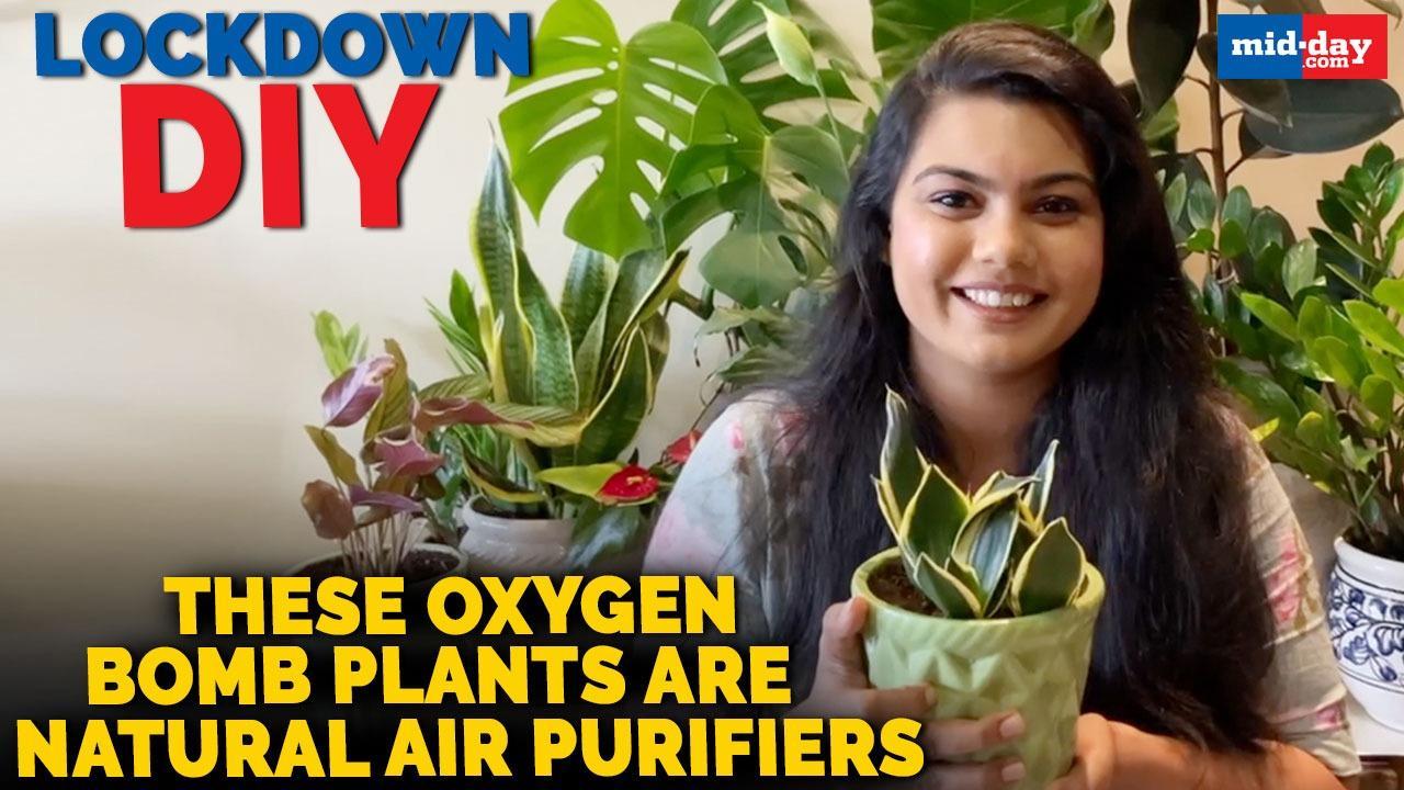 Lockdown DIY: These Oxygen Bomb Plants act as natural air purifiers