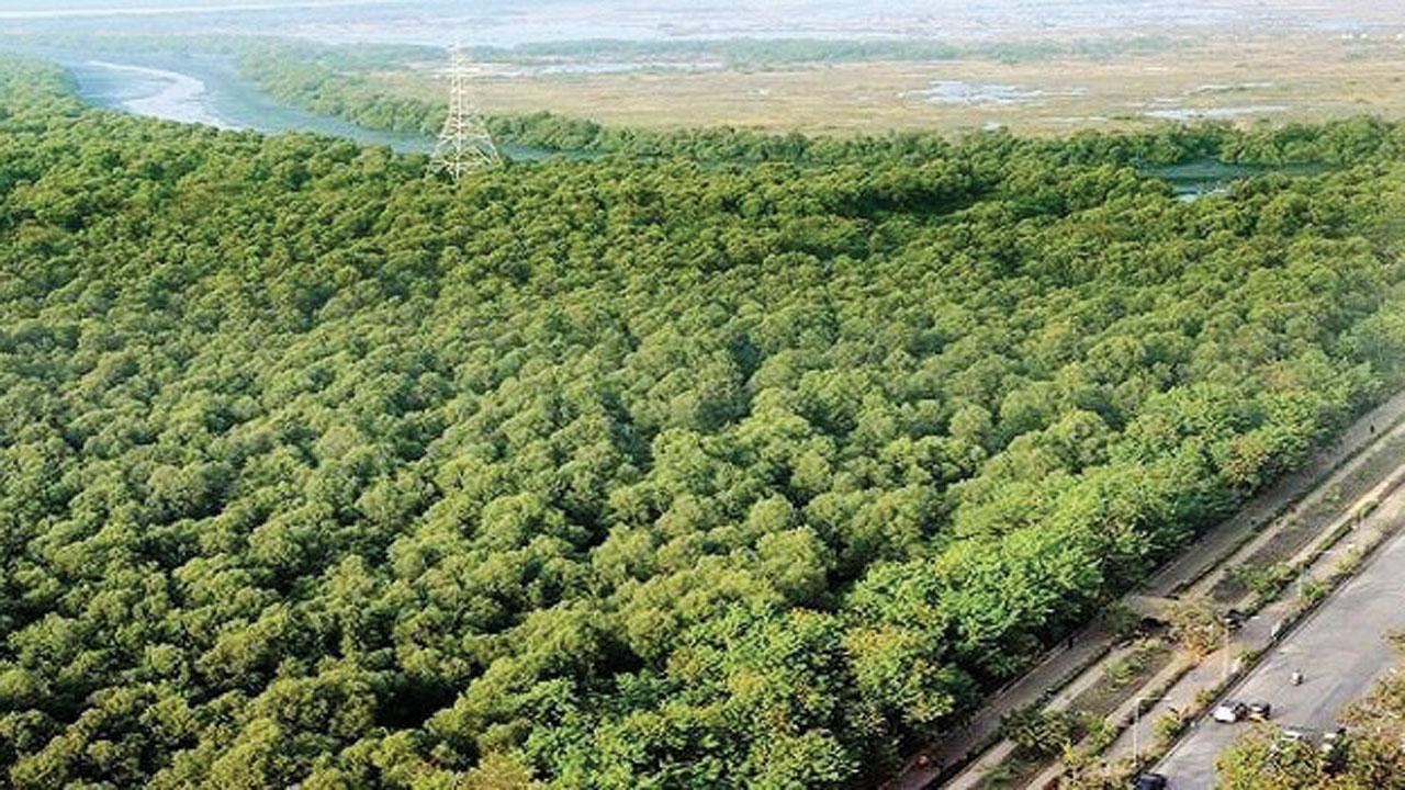 MTDC hands over 466 acres of mangrove land to forest dept