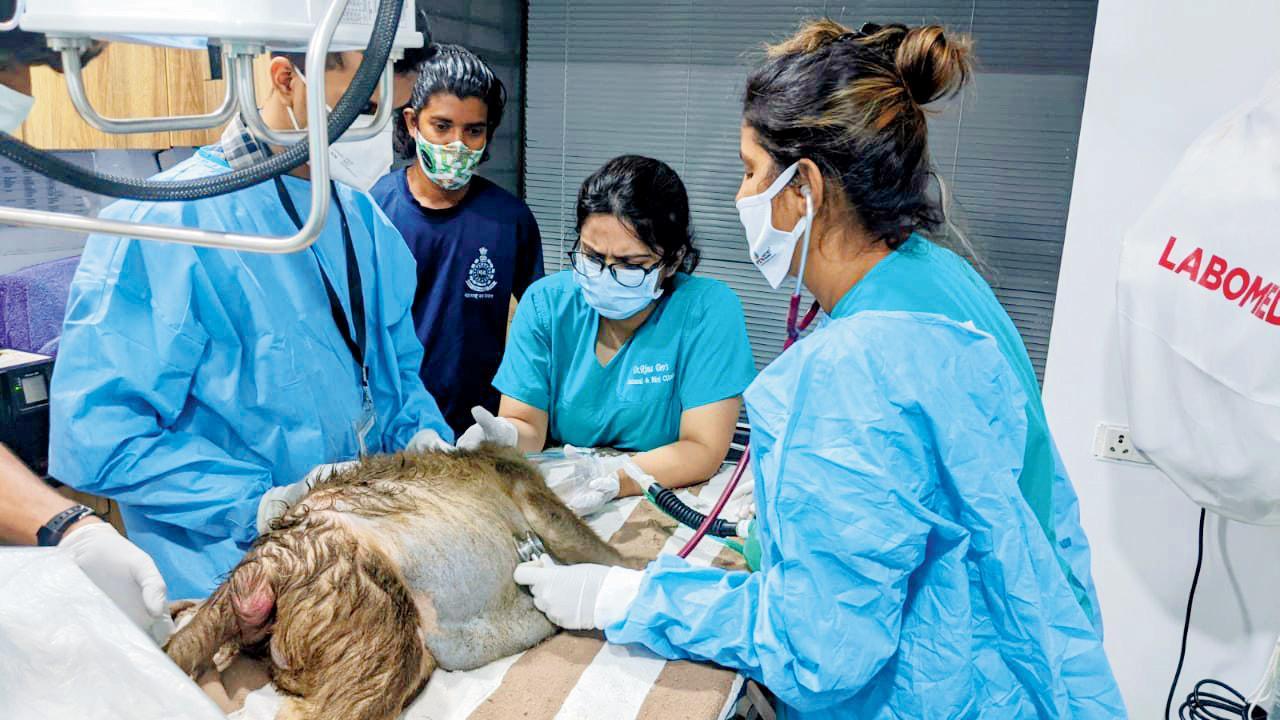 Mumbai: Stop feeding the monkeys! You are making them obese, say experts