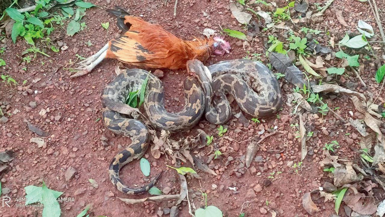 Maharashtra: Forest Department arrests trio for killing Indian Rock Python