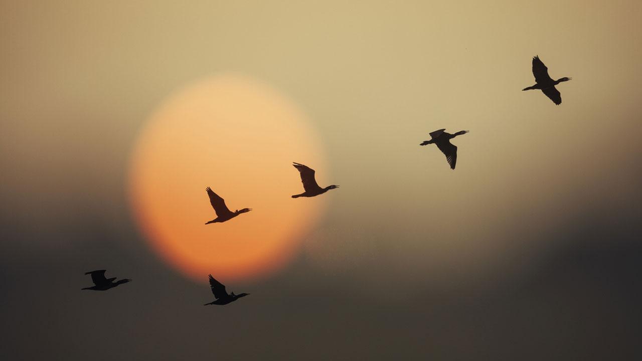 Migratory bird tagged in Mumbai, sighted 4,500-km away in China