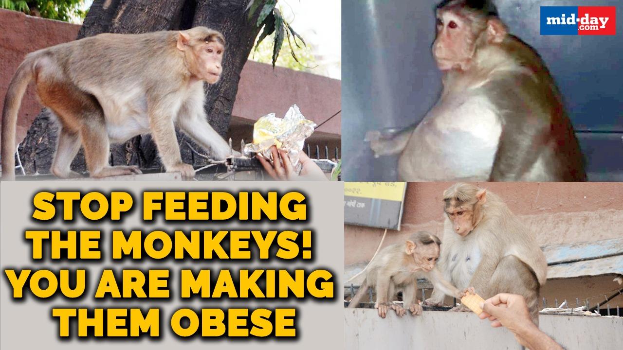 Stop feeding the monkeys! You are making them obese