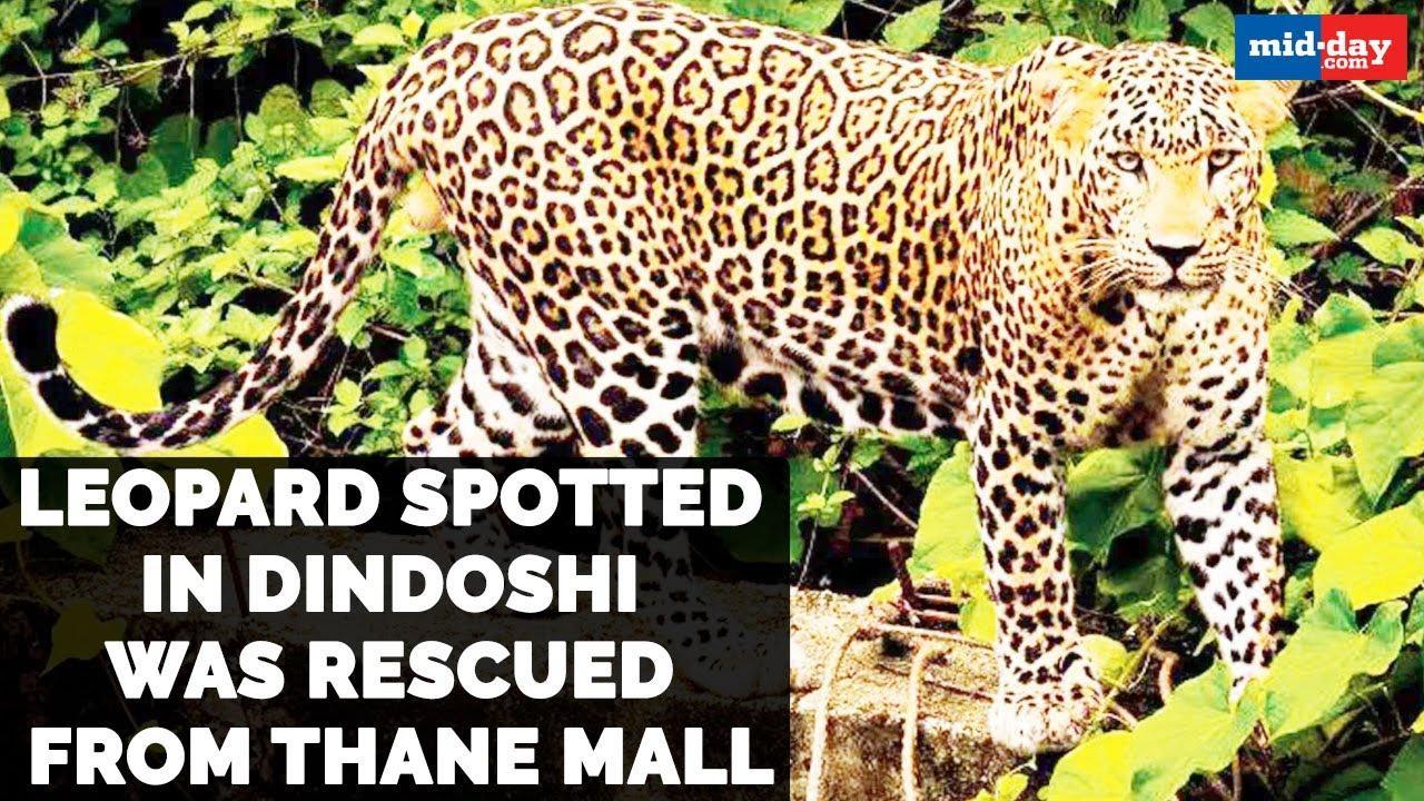 Leopard spotted in Dindoshi was rescued from Thane mall